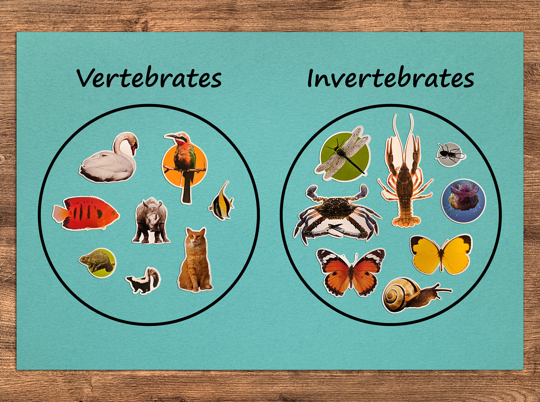 Teach Animal Groups with Stickers
