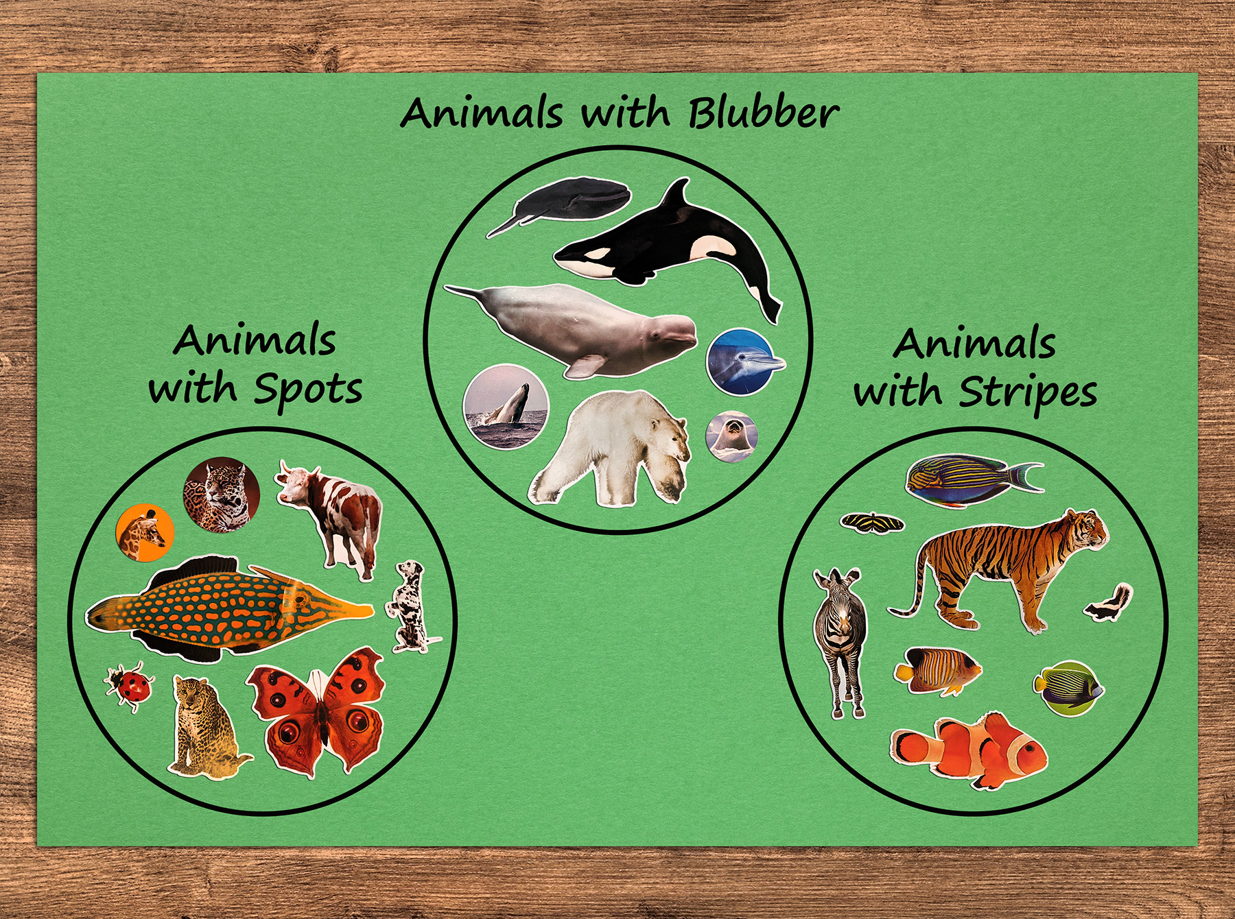 Animals with Shared Characteristics