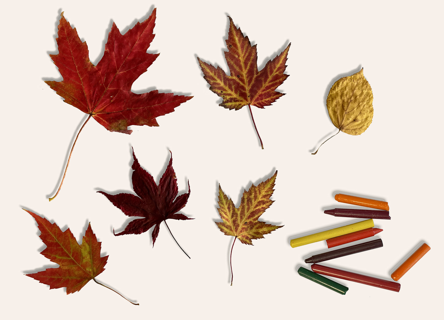 Fall Leaf Art Materials