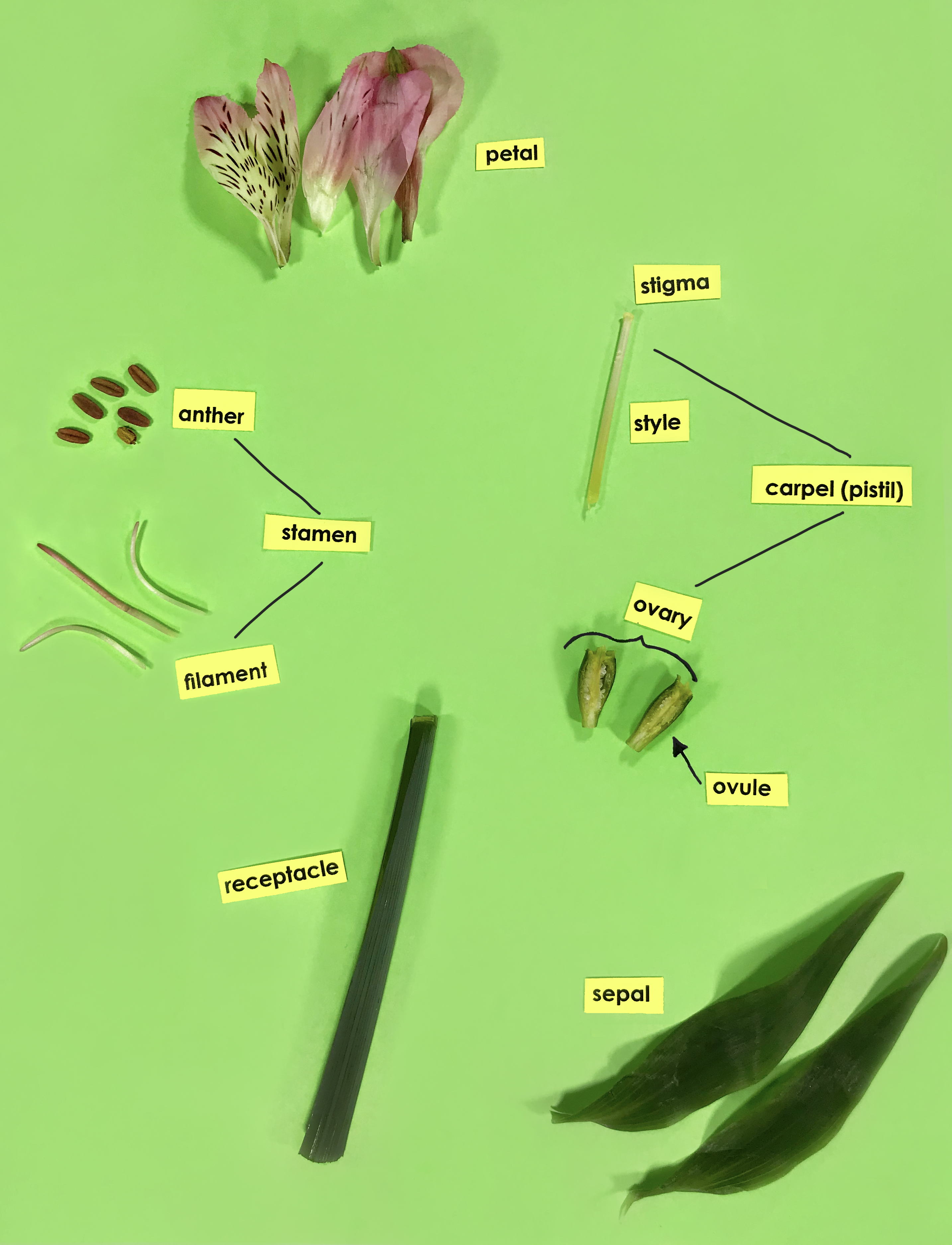 Parts of a Flower Activity for Kids
